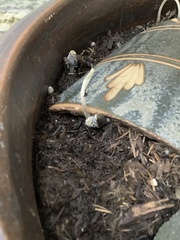 Fungi
