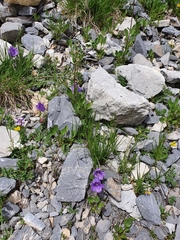 Campanula alpestris