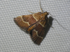 Stemmatophora combustalis