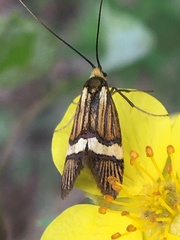 Nemophora bellela