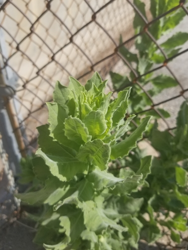 photo of Telegraphweed (Heterotheca grandiflora)