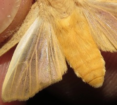 Lophocampa atomosa
