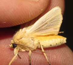 Lophocampa atomosa