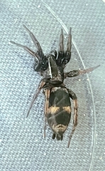 Sergiolus montanus