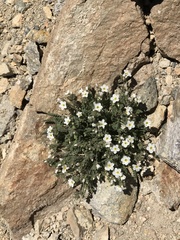 Polemonium pulcherrimum shastense