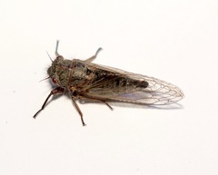 Platypedia vanduzeei