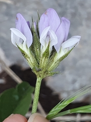 Bituminaria