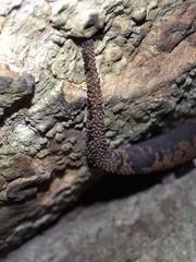 Hemidactylus maculatus