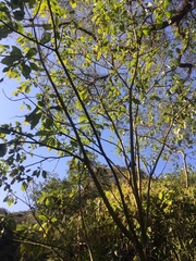 Solanum granulosoleprosum