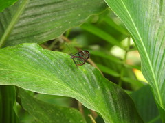 Oleria aquata