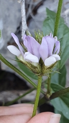 Bituminaria