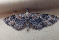 Eupithecia pulchellata