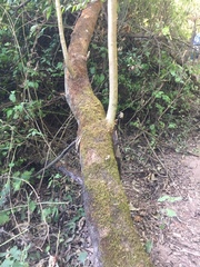 Solanum granulosoleprosum