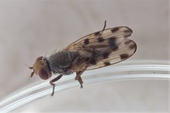 Melieria omissa
