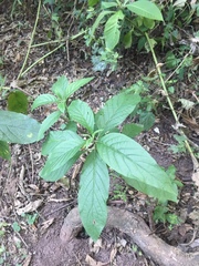 Solanum granulosoleprosum
