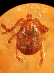 Haemaphysalis inermis