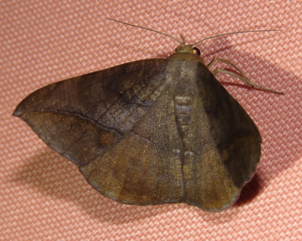 Oxydia olivacea