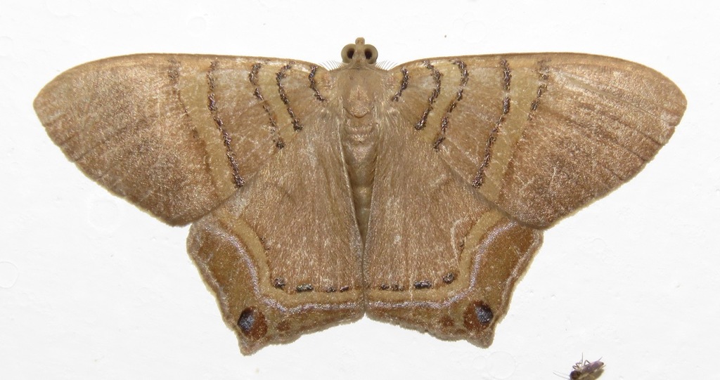 Phrygionis sumptuosaria