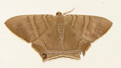 Phrygionis sumptuosaria