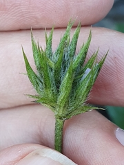 Bituminaria