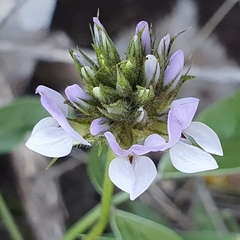 Bituminaria