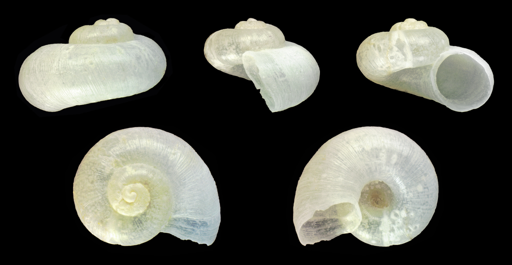 Large Mouthed Valve Snail