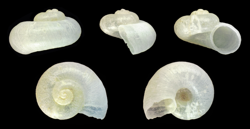 Large Mouthed Valve Snail