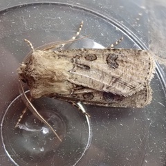 Agrotis segetum