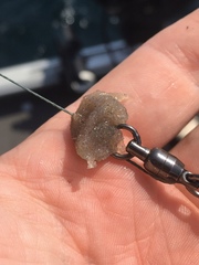 Bythotrephes longimanus