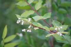 Apocynum × floribundum