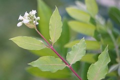Apocynum × floribundum