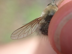 Bombylius cinerascens