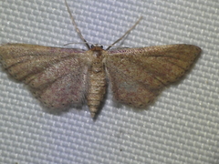 Idaea infirmaria