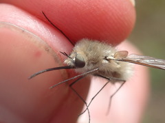 Bombylius cinerascens