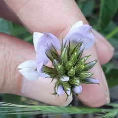 Bituminaria