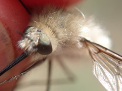 Bombylius cinerascens