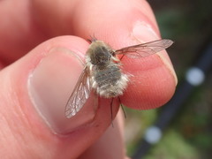 Bombylius cinerascens