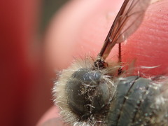 Bombylius cinerascens