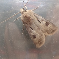 Agrotis exclamationis