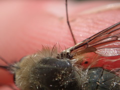 Bombylius cinerascens