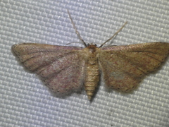 Idaea infirmaria