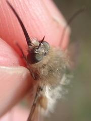 Bombylius cinerascens