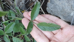 Bituminaria