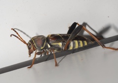 Neoclytus mucronatus