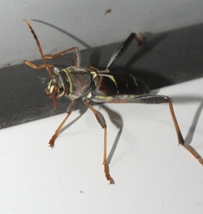 Neoclytus mucronatus