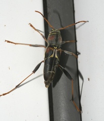 Neoclytus mucronatus