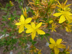 Hypericum perforatum perforatum