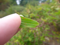 Hypericum perforatum perforatum