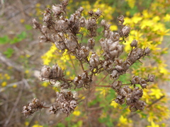 Hypericum perforatum perforatum