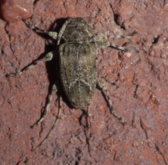 Astylidius parvus